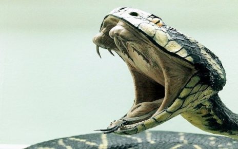 सपने में नाग का काटना