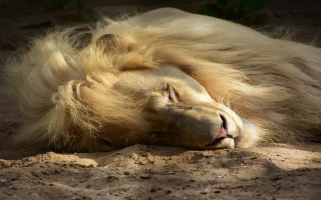 सपने में शेर को सोते देखना
